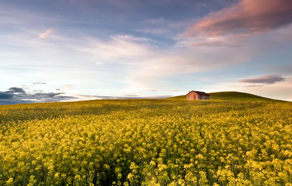 Home, Italy, house, field of flowers, Italy, beauty, beauty, yellow flowers