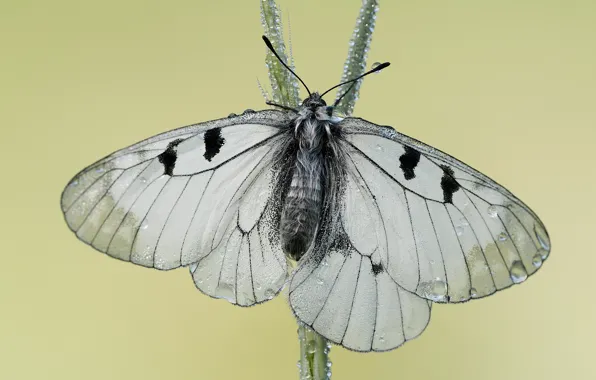 Picture white, drops, macro, close-up, nature, background, butterfly, light