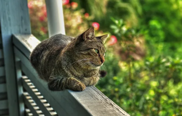 Picture greens, cat, summer, cat, look, nature, pose, grey