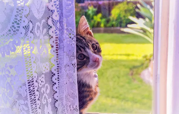 Cat, look, kitty, window