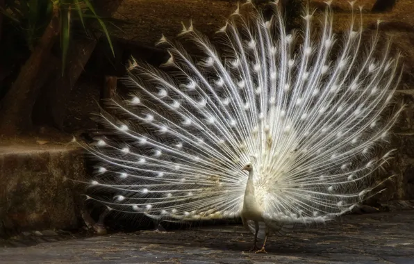 Picture bird, feathers, tail, peacock, white peacock