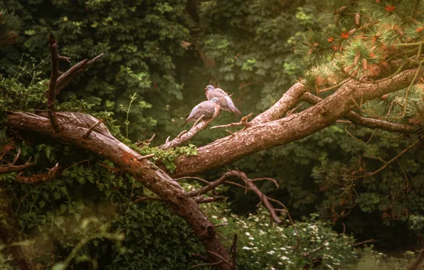 Forest, trees, birds, branches, pose, tree, foliage, pair