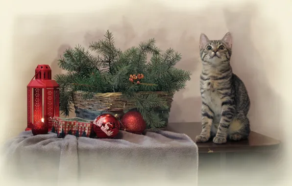 Picture cat, cat, branches, table, animal, holiday, toys, new year