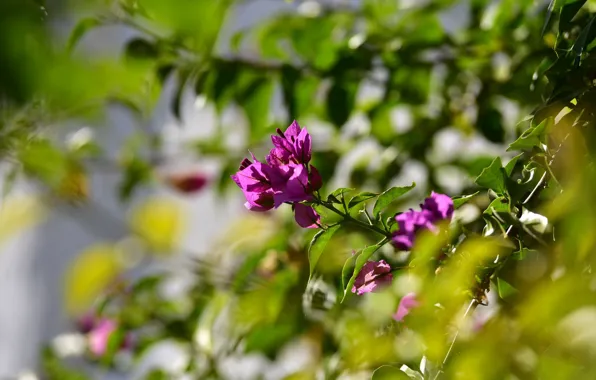 Leaves, light, flowers, bougainvillea