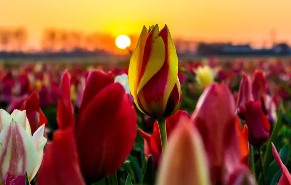 Picture field, the sky, the sun, sunset, flowers, yellow, red, bright