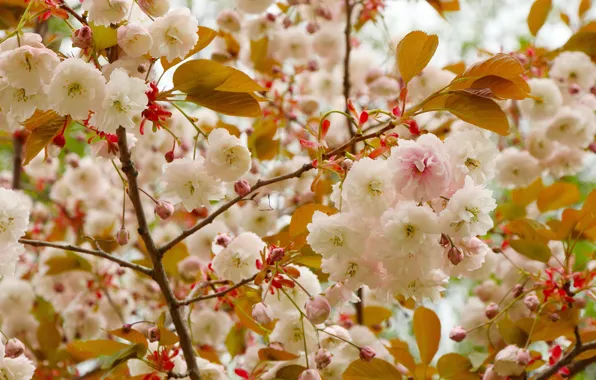 Leaves, flowers, branches, spring, Sakura, flowering, almonds, bokeh