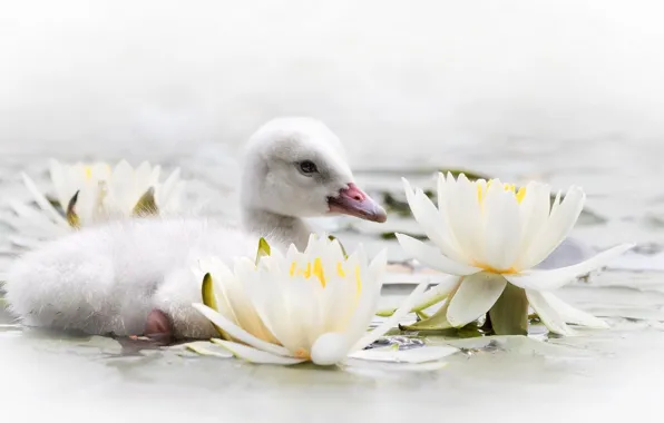 Picture water, flowers, Lily, Swan