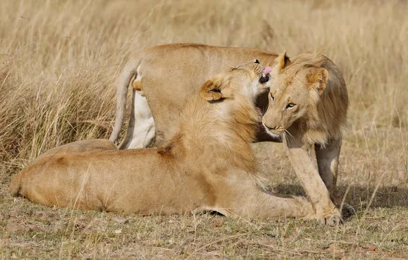 Picture grass, cats, pair, profile, lions, washing