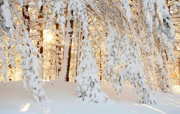 Picture forest, the sun, snow, nature
