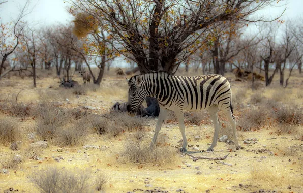 Nature, Zebra, Africa