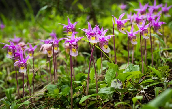 Flowers, Canada, Albert, Banff National Park, Orchid, Calypso