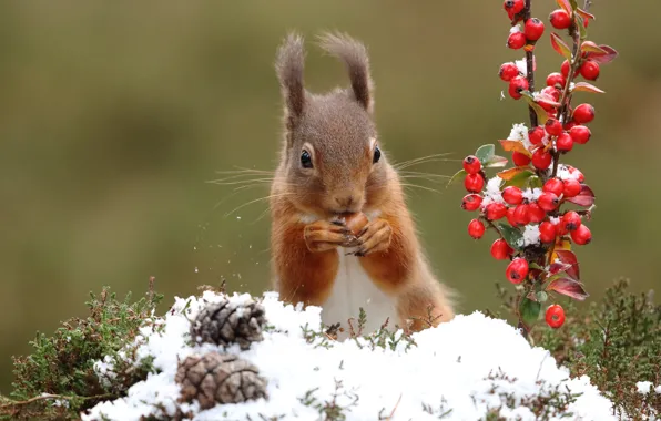 Winter, snow, berries, background, branch, walnut, protein, fruit