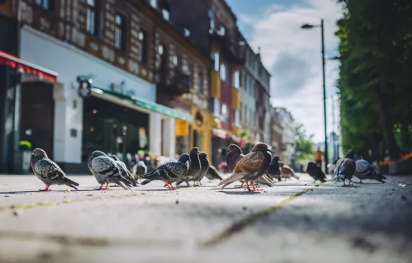 Birds, Summer, Lithuania, Kaunas