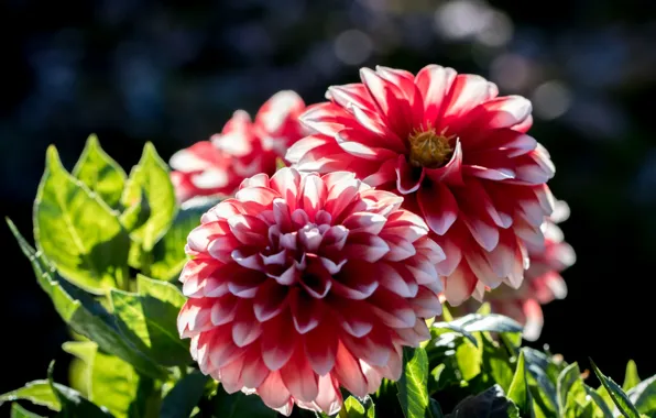 Macro, petals, dahlias