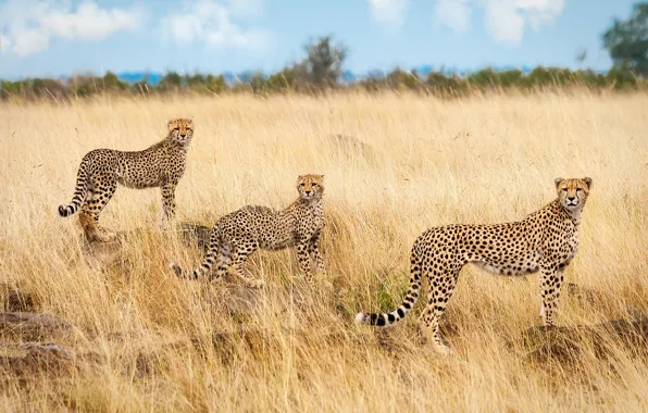 Picture Savannah, Africa, trio, cheetahs, Trinity