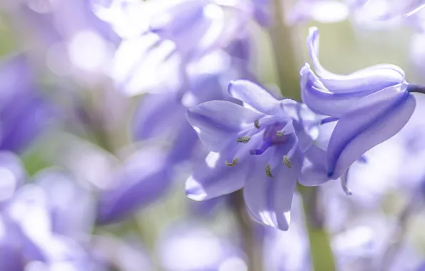 Macro, bells, bokeh