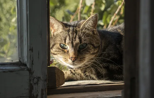 Greens, Cat, Light, Eyes, Archanicum, Chucha, Canon 200D
