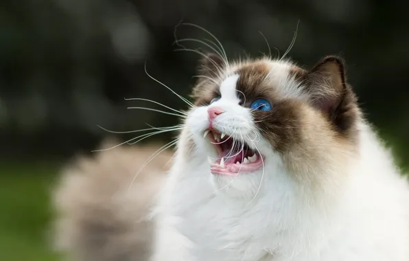 Cat, cat, look, nature, portrait, mouth, tail, face