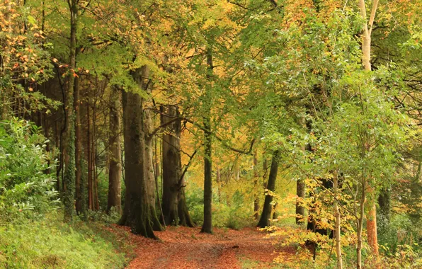 Road, trees, autumn, forest, leaves