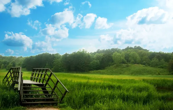 Picture forest, summer, grass, the bridge