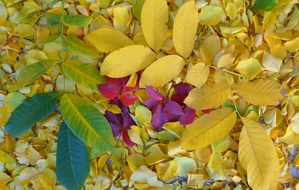 Autumn, leaves, fallen, gold