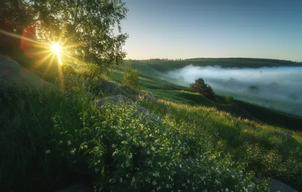 Picture summer, the sun, trees, fog, morning, meadow