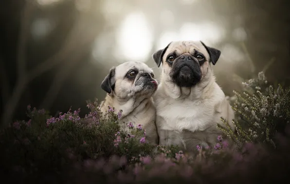 Picture portrait, puppy, bokeh, two dogs, Heather, Pugs