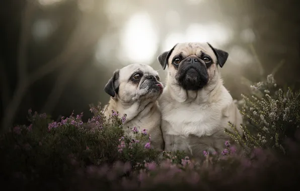 Portrait, puppy, bokeh, two dogs, Heather, Pugs