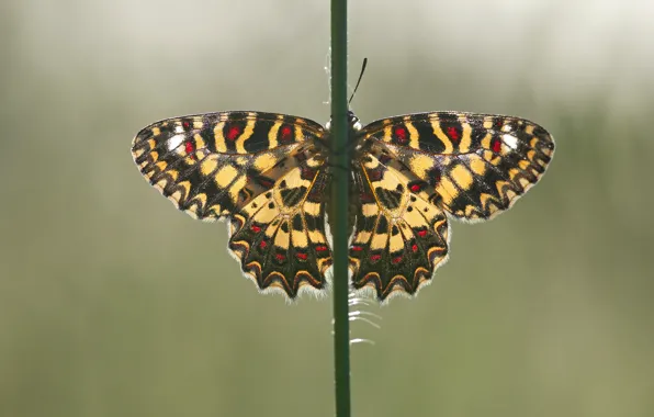 Macro, nature, green, background, butterfly, stem, insect, wings