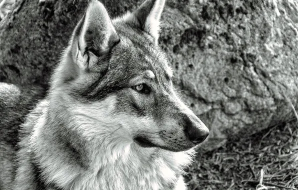 Nature, snow, predator, face, animal, wolf, wildlife, portrait