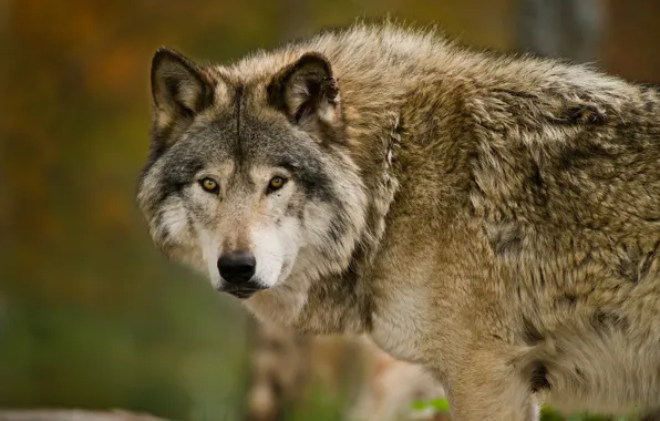 Picture nature, predator, animal, wolf, wildlife, portrait, portrait., Canis lupus. face
