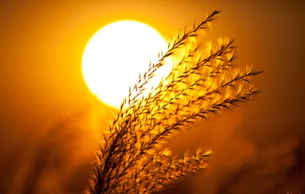 Picture the sky, the sun, macro, sunset, plant, silhouette