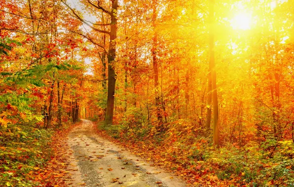 Picture road, autumn, forest, leaves, trees, nature, photo, rays of light