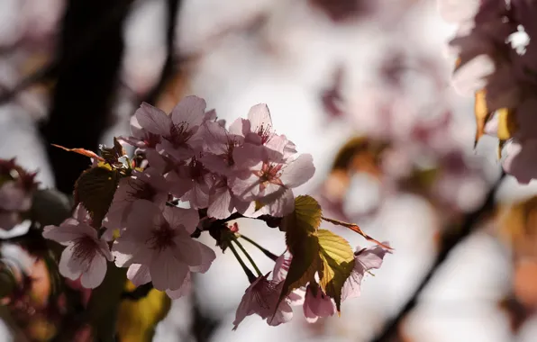 Macro, Japan, Sakura