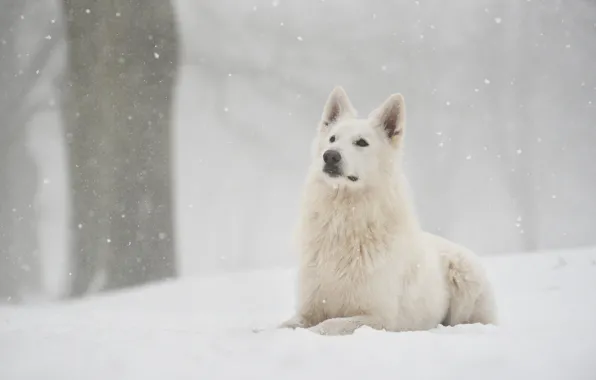 Winter, forest, snow, dog, snowfall, Swiss shepherd dog