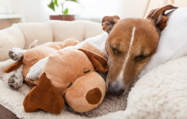 Picture toy, cute, sleep, dog, Jack Russell Terrier