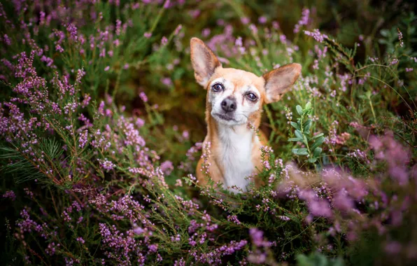 Look, flowers, nature, thickets, glade, portrait, dog, red