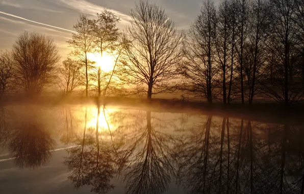 Trees, pond, reflection, sunrise, dawn, spring, morning