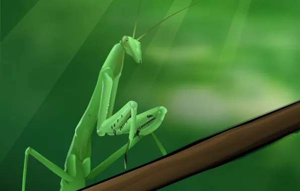 Picture Greens, vector, mantis