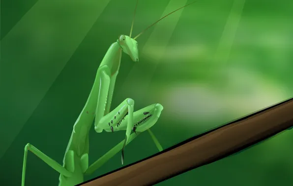 Greens, vector, mantis