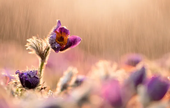 The sun, drops, flowers, rain, plant, lilac, sleep-grass