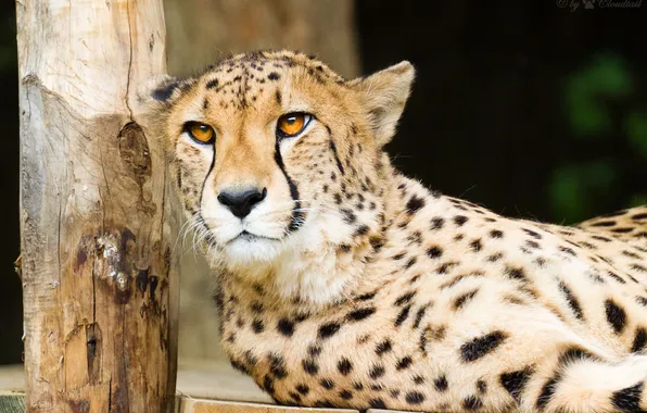 Picture cat, look, face, Cheetah