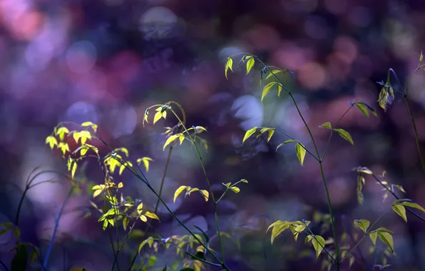 Greens, leaves, nature, photo, background, Wallpaper, plant, blur