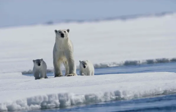 Picture sea, floe, bears, polar bear, Arctic