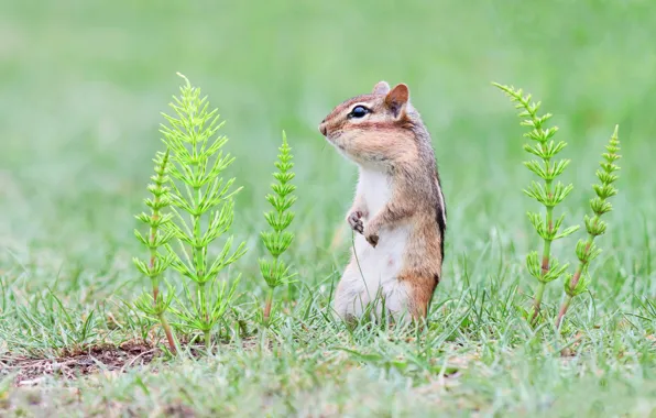 Picture grass, glade, Chipmunk, stand, rodent, horsetail