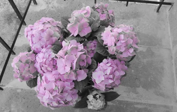 Chameleon, Hydrangea, Hydrangea, Chameleons