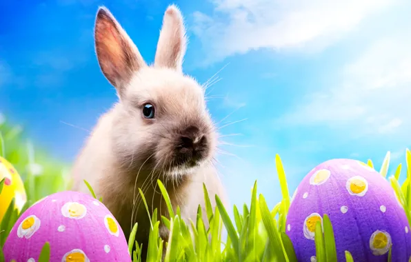 Picture grass, eggs, spring, rabbit, meadow, Easter, grass, sunshine