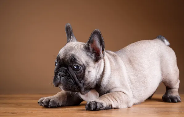 Picture puppy, breed, French bulldog