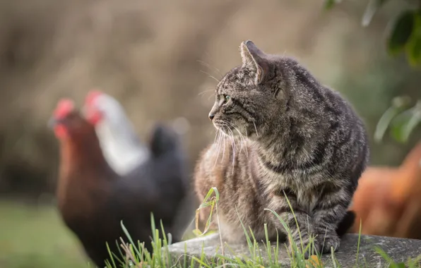 Cat, cat, look, birds, grey, profile, striped, chicken