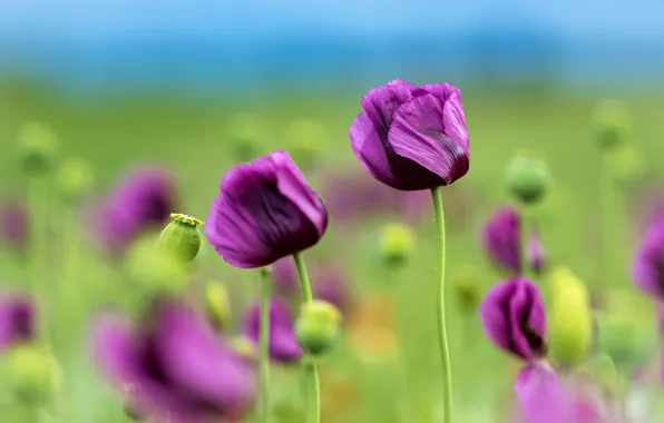 Summer, the sky, flowers, blue, Maki, blur, meadow, blur